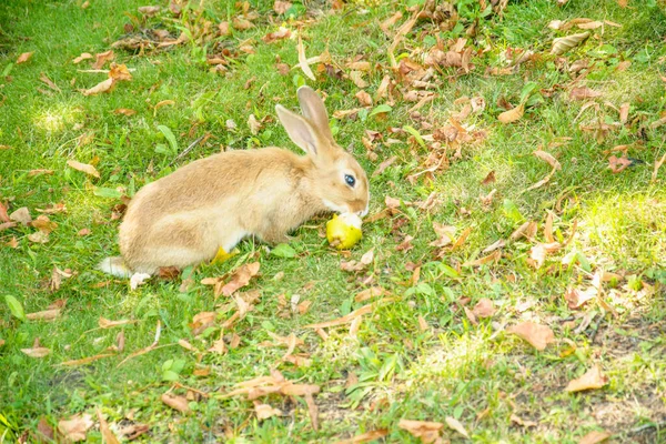 Bella Coniglietta Mangiare Erba Verde Sul Prato — Foto Stock