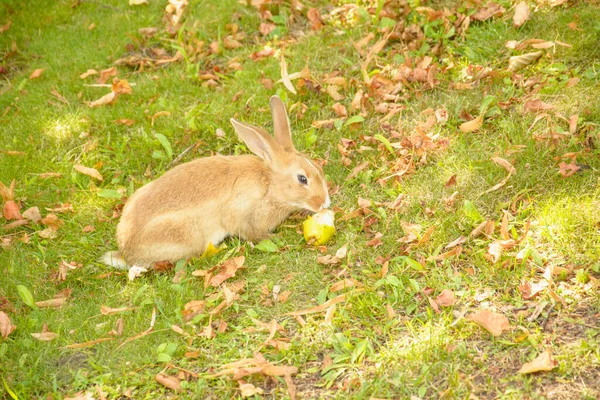 Krásný Malý Králík Jíst Zelenou Trávu Trávníku — Stock fotografie