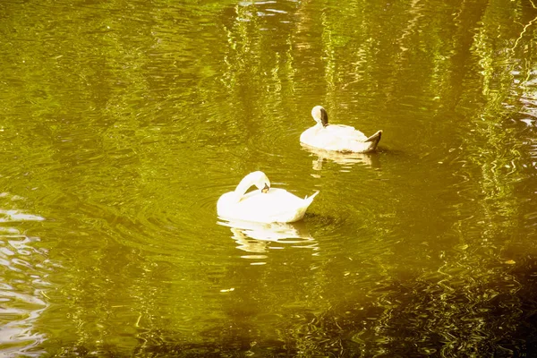 Schöne Weiße Schwäne Schwimmen Auf Einem Großen Teich — Stockfoto