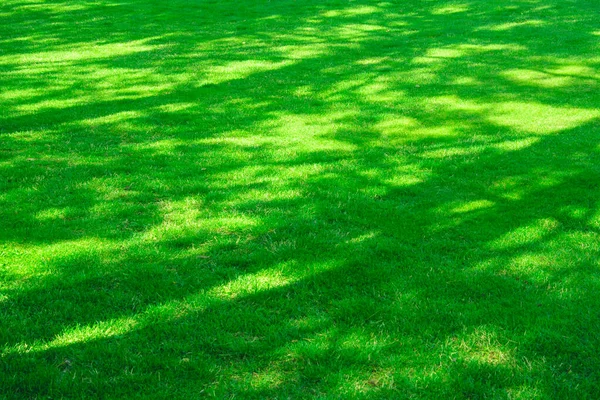 Tło Zielone Zielona Trawa Trawnik Trawnik Park Relaks Wypoczynek Wakacje Obraz Stockowy