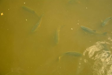 Büyük bir balık sürüsü gölette yüzer.
