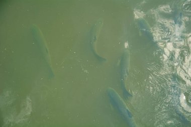 Büyük bir balık sürüsü gölette yüzer.