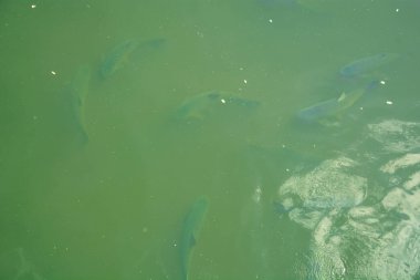 Büyük bir balık sürüsü gölette yüzer.