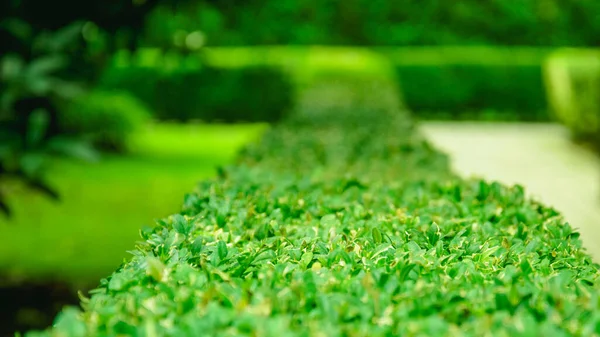 Ağaçların arka planında güzel yeşil kırpılmış çalı