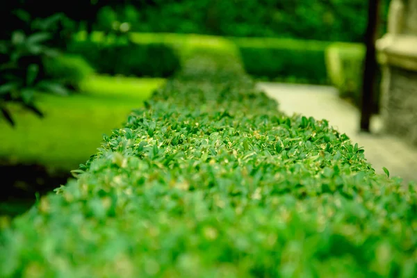 木々を背景に美しい緑が茂る — ストック写真