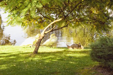 Güzel bir beyaz kuğu sürüsü gölette yürüyor ve yüzüyor.