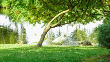Güzel bir beyaz kuğu sürüsü gölette yürüyor ve yüzüyor.