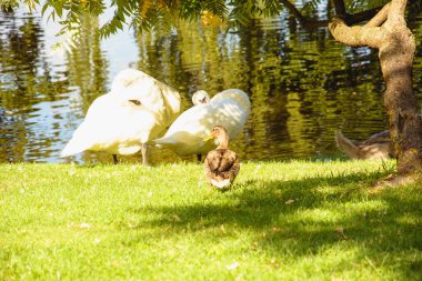 Güzel bir beyaz kuğu sürüsü gölette yürüyor ve yüzüyor.