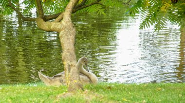 Güzel bir beyaz kuğu sürüsü gölette yürüyor ve yüzüyor.