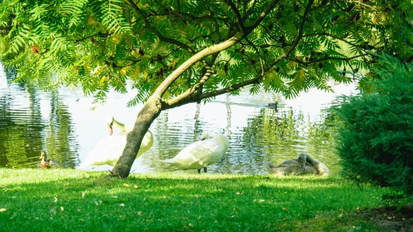 Una Hermosa Bandada Cisnes Blancos Camina Nada Estanque — Foto de Stock