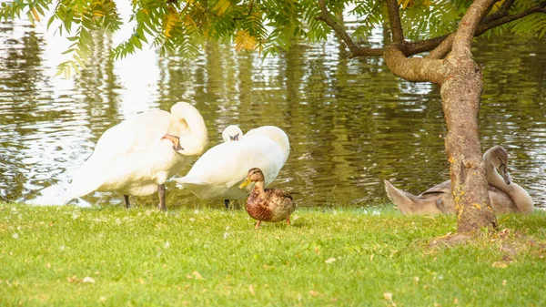 Eine Schöne Schar Weißer Schwäne Spaziert Und Schwimmt Auf Dem — Stockfoto