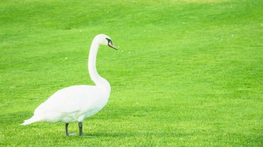 Güzel bir beyaz kuğu sürüsü gölette yürüyor ve yüzüyor.