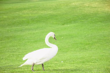 Güzel bir beyaz kuğu sürüsü gölette yürüyor ve yüzüyor.