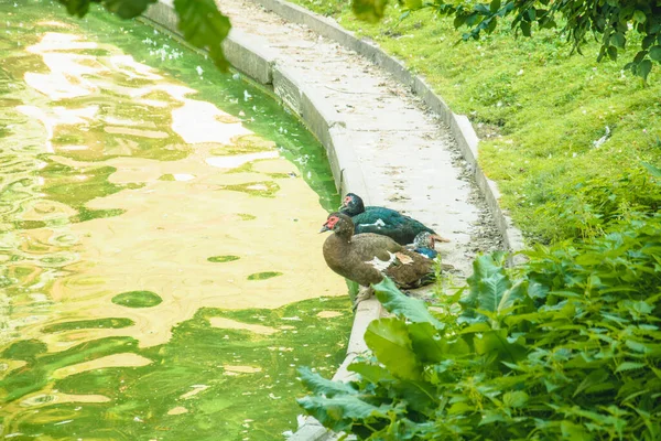 Beautiful wild ducks swim on the pond running on the lawn