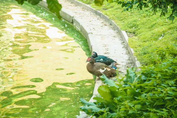 Belle Anatre Selvatiche Nuotare Sul Laghetto Esecuzione Sul Prato — Foto Stock