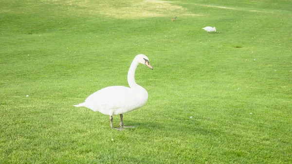 Beautiful Flock White Swans Walks Swims Pond — Stock Photo, Image