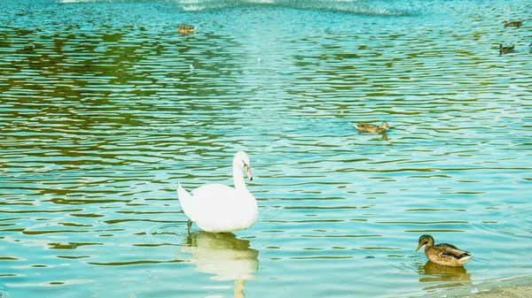 백조의 아름다운 무리가 걸으며 연못에서 헤엄치고 — 스톡 사진
