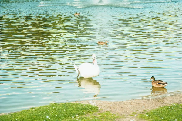 Egy Gyönyörű Fehér Hattyúcsorda Sétál Úszik Tavon — Stock Fotó