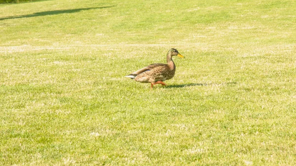 美丽的野鸭在草坪上的池塘里游泳 — 图库照片