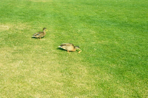 Belos Patos Selvagens Nadam Lagoa Correndo Gramado — Fotografia de Stock