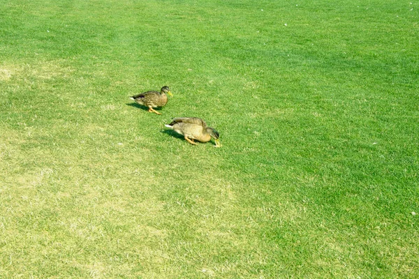 Hermosos Patos Salvajes Nadan Estanque Corriendo Por Césped — Foto de Stock