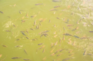 Küçük ve büyük bir balık sürüsü gölette yüzüyor.