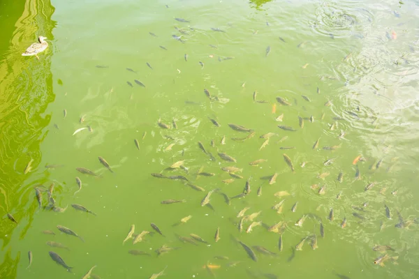 池には大小の美しい魚の群れが泳いでいる — ストック写真