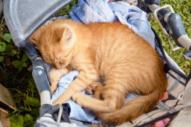 Kızıl kedi beşikte uyuyor.