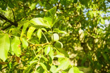 Güzel bir bahçede genç ve güzel bir ceviz