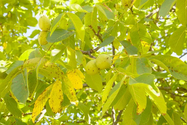 Beautiful walnut garden with walnuts on the trees