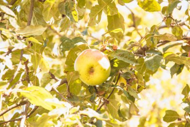 Ağaçlarda meyveler olan güzel bir elma bahçesi.