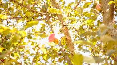 Ağaçlarda meyveler olan güzel bir elma bahçesi.