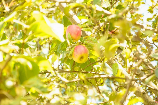 Piękny Sad Jabłkowy Owocami Drzewach — Zdjęcie stockowe