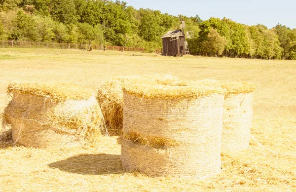 Dry Hay Rolled Stack Field — Stock Photo, Image