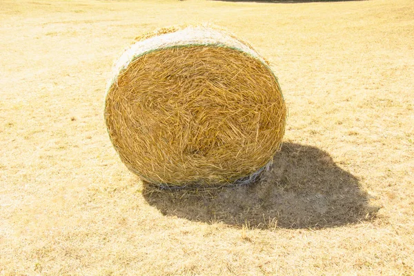 Dry Hay Rolled Stack Field — Stock Photo, Image