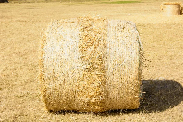 Dry Hay Rolled Stack Field — Stock Photo, Image