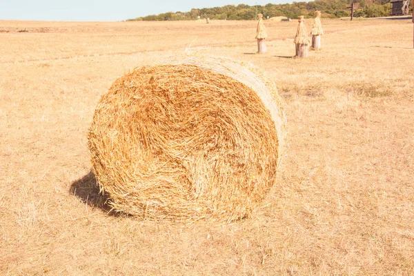 Dry Hay Rolled Stack Field — Stock Photo, Image