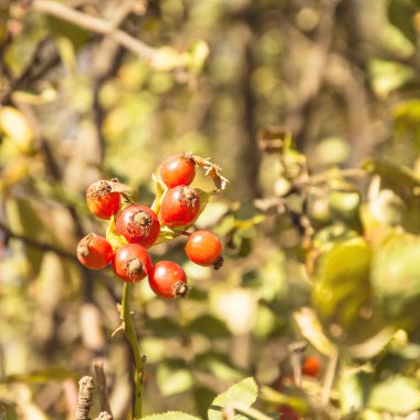 Sulu, olgun, lezzetli gül kalçaları bahçede.