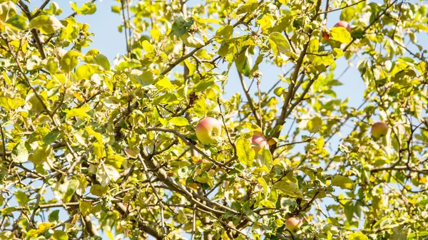 Saftigt Mogna Läckra Äpplen Trädgården — Stockfoto