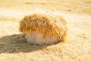 Ormanda saman yığınına yuvarlandı.