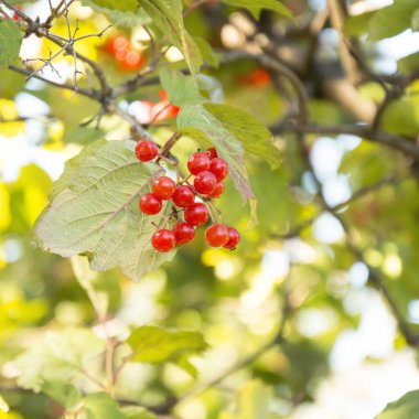 Bahçedeki ağaçta olgun kırmızı viburum meyveleri