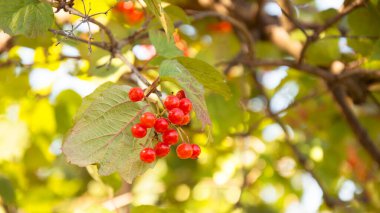 Bahçedeki ağaçta olgun kırmızı viburum meyveleri
