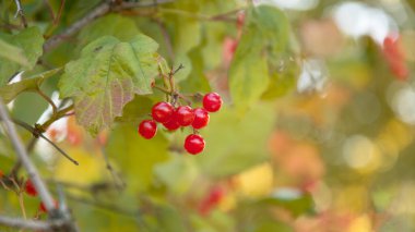 Bahçedeki ağaçta olgun kırmızı viburum meyveleri