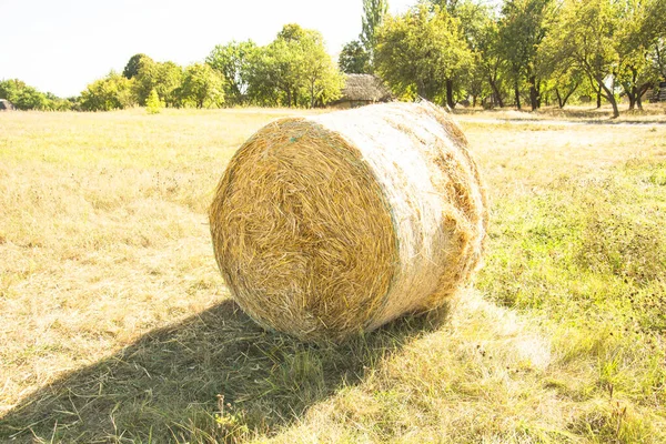 Foin Roulé Dans Une Pile Dans Une Clairière — Photo