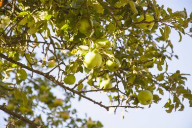 Ağaç bahçesinde sulu olgun elmalar