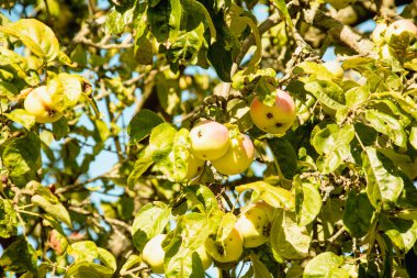 Ağaç bahçesinde sulu olgun elmalar