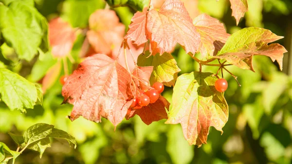 Bush Hermoso Viburno Rojo Otoño — Foto de Stock