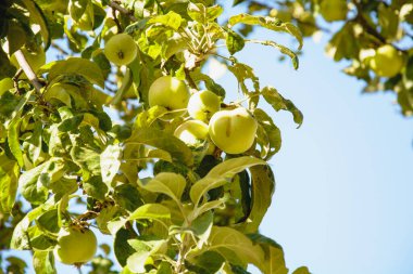 Bahçedeki ağaçtaki sulu elmalar