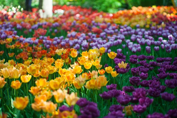 Enorme Campo Tulipas Coloridas Conceito Florístico — Fotografia de Stock