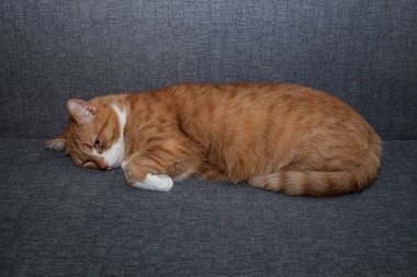 kırmızı kedi sterilizasyondan sonra gri bir kanepede uyuyor. Farklı bir kedi karakteri üzüntü onun insanlar olmadan depresif. veteriner ve evcil hayvan bakımı